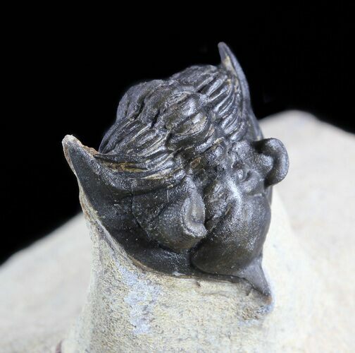 Pseudocryphaeus (Cryphina) Trilobite #49924